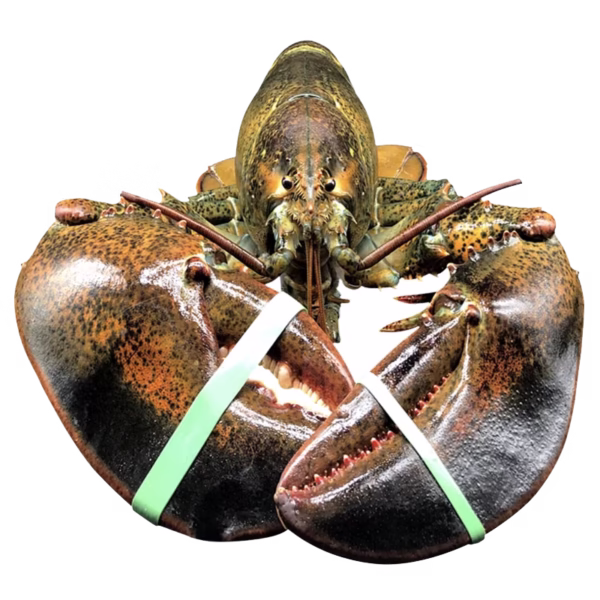[Super Jumbo 4.5kg+] Wild-Caught Live Lobster